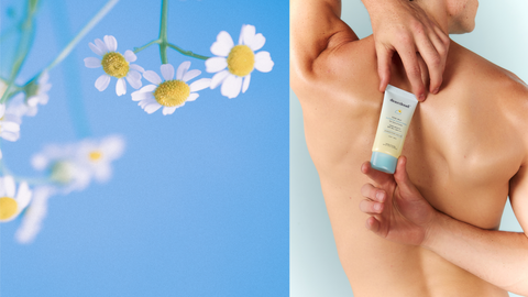 Chamomile wildflowers with blue sky background. Model stretching arms behind back, holding blue yellow gradient bottle of SPF.